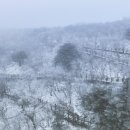 눈꽃이피다 이미지