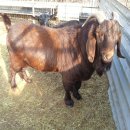 순종1농장 이미지