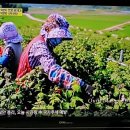 아침농장순창 이미지