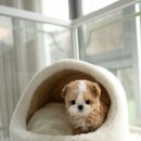 퍼피베베 이미지