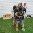 꽃다비펫 이미지