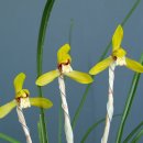 고개랑산채랑 이미지