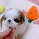 펫블리강아지&미라클고양이 이미지