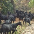 도내흑염소 이미지