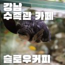 카페슬로우 | 강남 이색 카페 추천 | 슬로우커피 방문후기 (위치, 애견동반, 수족관, 분위기)