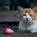 일산시티 동물의료센터 이미지