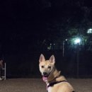 구미동 물놀이장 | 🐾 미금 구미동 반려견 놀이터 | 소형·중대형 전용 운동장 이용 후기