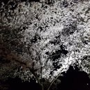 경주 벚꽃 야경입니다 이미지