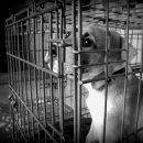 강아지집 이미지