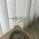 (주)국제플랜트 | 2026 ep.3-1 | 봄을 맞이하는 중(봄동 비빔밥, 달래장, 냉이된장국 + 전포 테넌츠커피바, 오드버드...