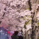 불광천6 | 불광천 벚꽃 축제 2026 실시간 후기 지역주민에겐 핫한 서울 벚꽃 명소