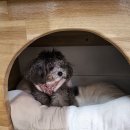 폼폼애견 이미지