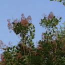 안개나무(Cotinus coggygria Scop.) 이미지