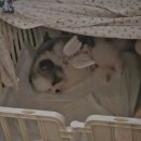 예쁨유치원 | 포메라니안 3개월, 아기강아지 유치원 찾아주기 (화성 카인드독 입소결정)
