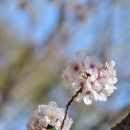 사회복지법인 여수애양병원 | 여수 애양병원 벚꽃 여수 벚꽃 가볼만한곳