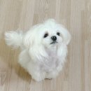 마요 펫 | 강아지 근육운동 EMS 홈케어 마요펫 중주파마사지기 사용후기