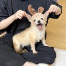새나의원 네이버블로그