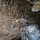 오전2리생달 이미지