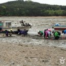 충남 서산시 가로림만의 드넓은 갯벌 이미지