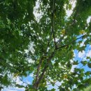 엄나무민박 이미지