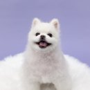 댕그리몽 이미지