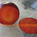 복희 농장 이미지