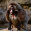 겔라다개코원숭이 [Gelada (Theropithecus gelada)] 이미지