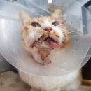 맘스동물의료센터 이미지