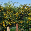 은행농장(염소) 이미지