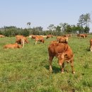 상순목장 이미지