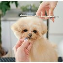 현대종합펫(현대동물병원) 이미지