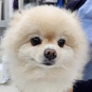 용산종합동물병원 이미지