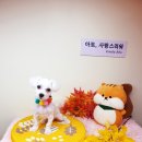 아토 강아지 미용실 이미지
