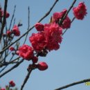 꽃복숭아 나무 이미지