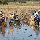 가래치기 이미지