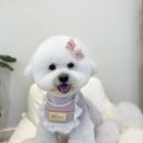 까까뿌숑 이미지