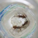 아라리민박 | 강원도 정선 가족 여행코스 / 1일차 병방치 스카이워크 &amp; 짚와이어 / 아리랑시장 / 화암동굴