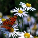 복중농장 이미지