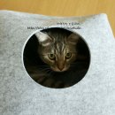 네꼬모리 이미지