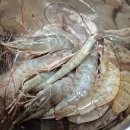 이야기가있는바다 | 남당항맛집 푸른바다 싱싱바다이야기남당항대하축제 흰다리새우 배송 대하찜 후기!