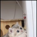 더 반려 강아지분양 고양이분양 잠실본점 이미지