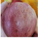 ＜꿀 홍로사과＞흠과 꼬마30 /사과즙은 5할인.~ 이미지