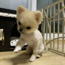 THE반하개 네이버블로그