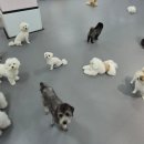 뛰댕길겨 미용할겨 이미지