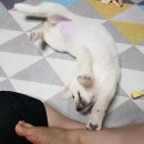 모찌의하루 이미지