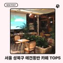 서울 성북구 애견동반 카페 추천! 강아지랑 조용히 쉬기 좋았던 TOP5!