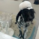 나리 유치원 | [창원애견미용] 말티푸 첫 미용, 5개월 아기 강아지 테디베어컷 변신🐶✨