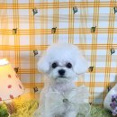 그루밍_light 이미지