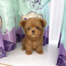 강아지분양 꽃강아지 중랑점 이미지