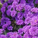 나래농원 이미지